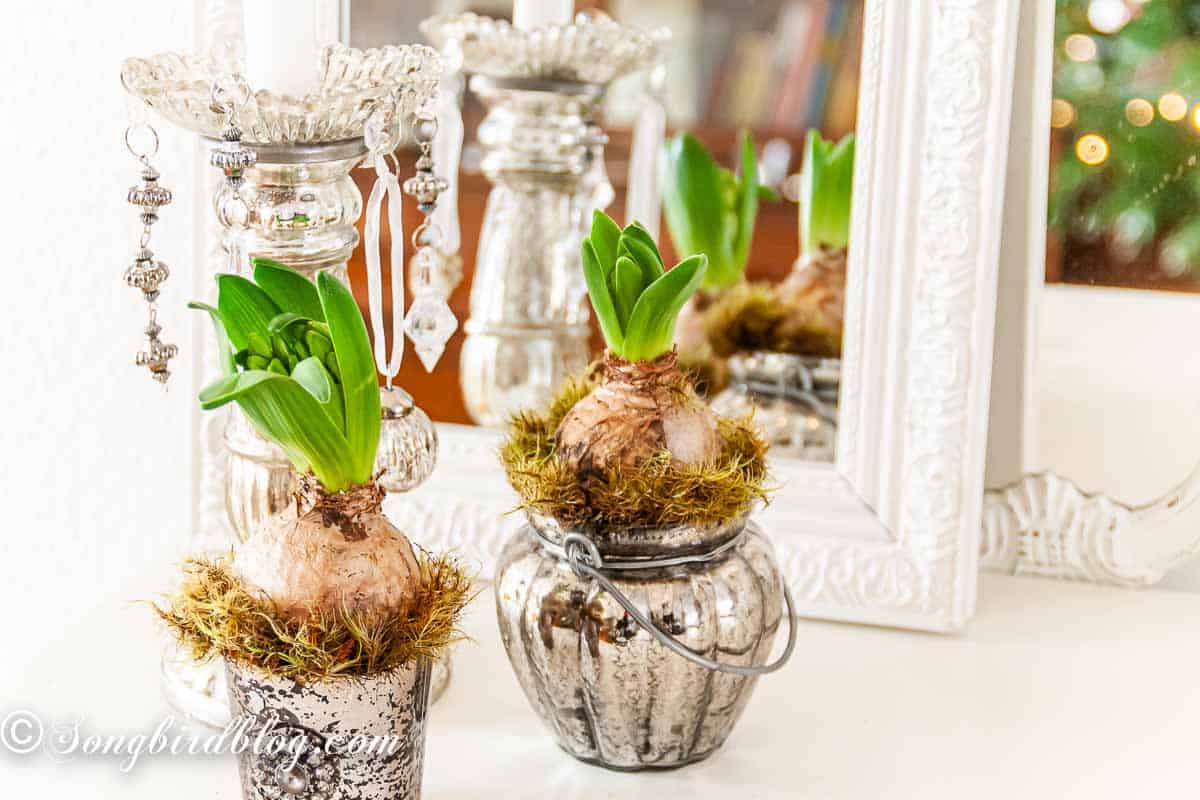 Two budding hyacinth bulbs in mercury glass containers in front of a mirror.