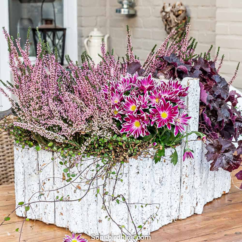 pink fall flowers on garden table in white wooden toolbox