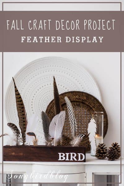 Best Way to Display a Feather Collection [easy DIY project]