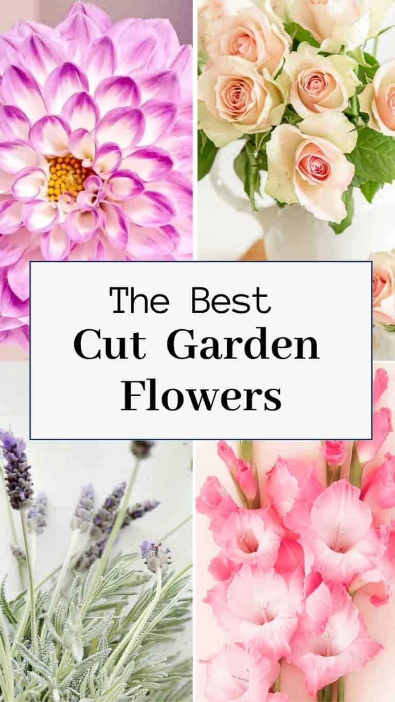 Growing Cut Flowers: The Top 20 Trending Choices For Your Cut Flower ...