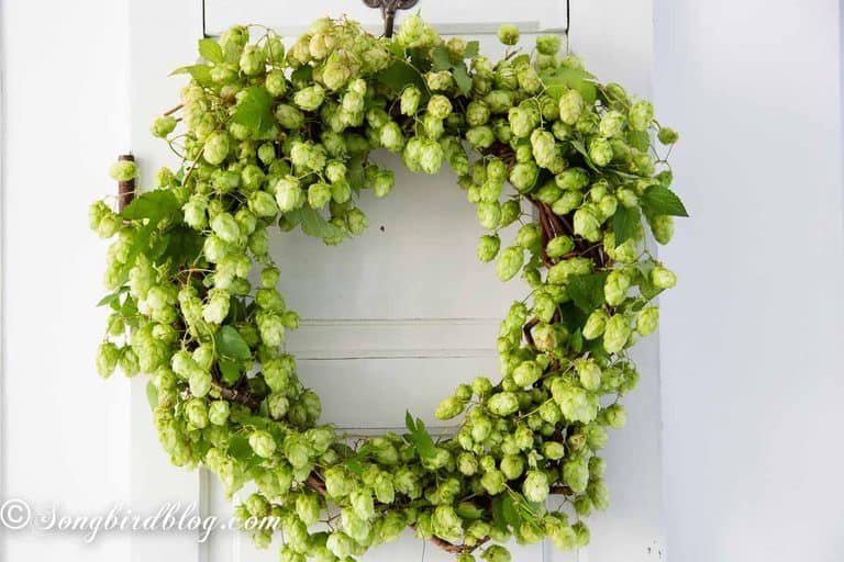 Fresh green hop cones on the vine arranged on a grapevine base to make a hops wreath.