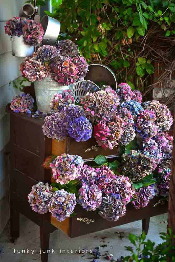Half dried hydrangeas in colors of pink and purple arranged in the half open drawers of a dresser on a front porch.